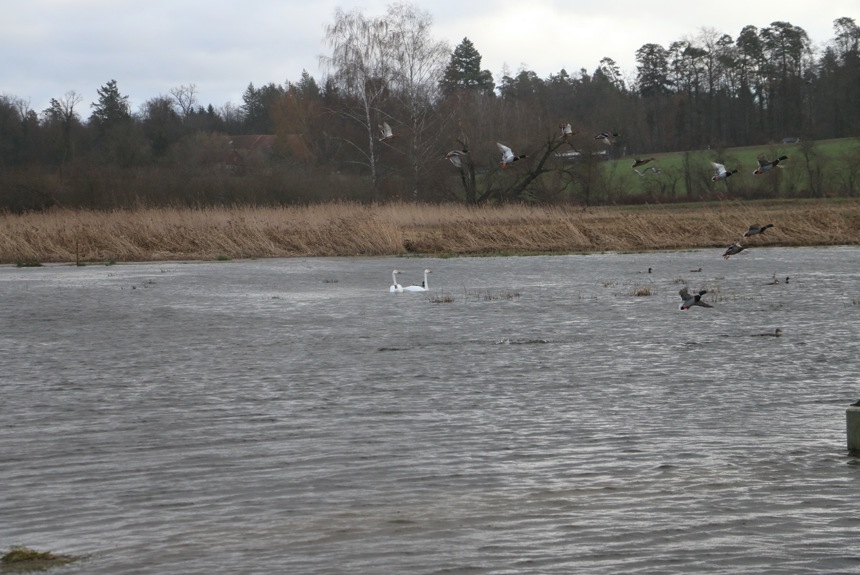 schwan-und-ente-im-oerlingerried_spa3.jpg