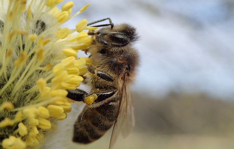 «P» könnte auch «Pollen» sein: Pollen sind ein wichtiger Eiweisslieferant, der benötigt wird, um im Volk die Brut aufzuziehen. Der jährliche Pollenbedarf liegt bei einem Bienenvolk bei 20 bis 50 Kilo.