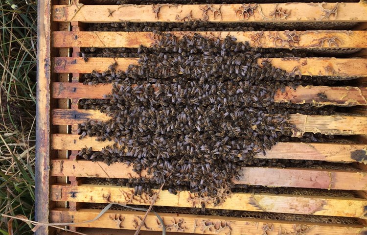In der kalten Jahreszeit («Temperatur») bilden die Honigbienen solche «Wintertrauben», um die Wärme besser zu halten.