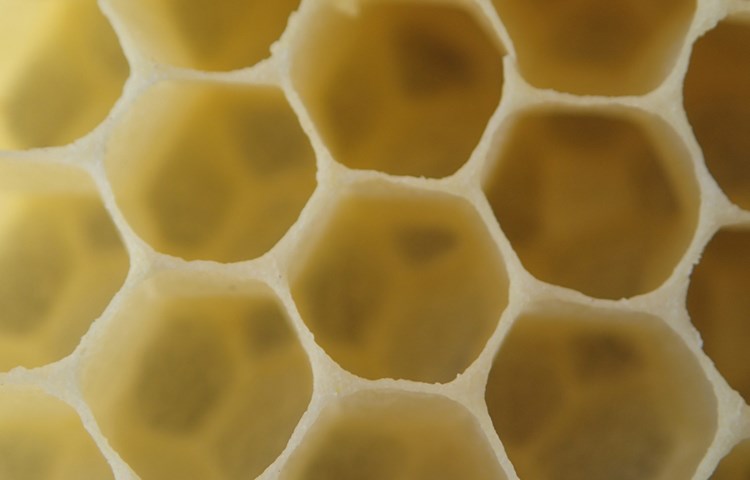 «Wachs» ist eines der Produkte, die Bienen mittels Drüsen herstellen.