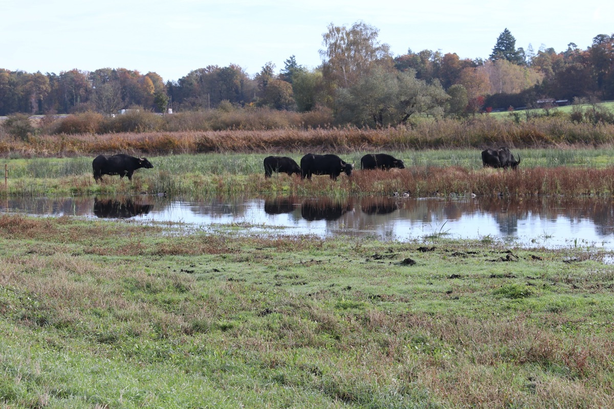 Widerstandsfähig