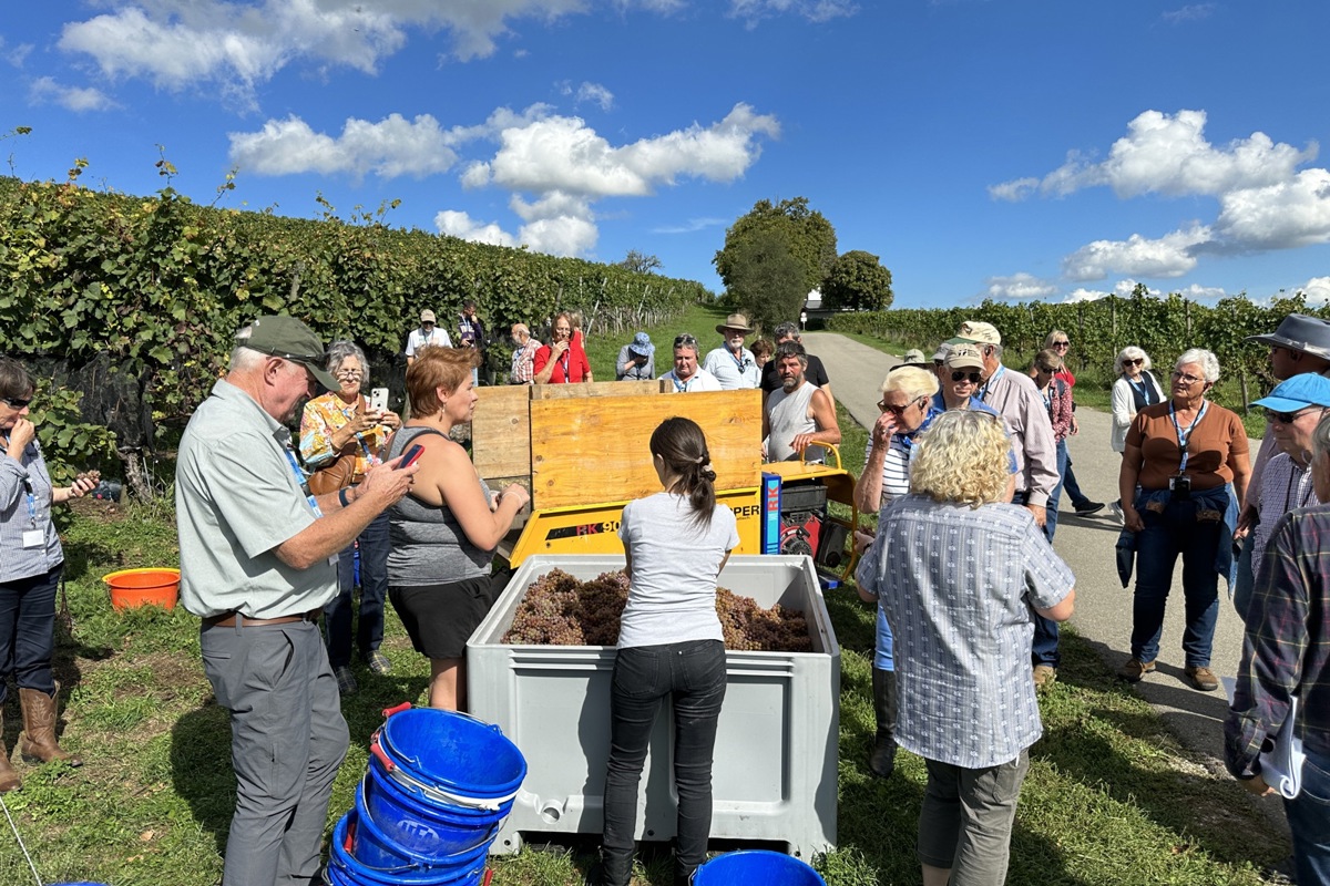 Die Traubenlese des Gewürztraminers war in vollem Gang... Die Traubenlese des Gewürztraminers war in vollem Gang...