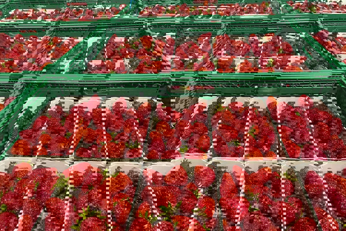 1000 Tonnen Erdbeeren werden wöchentlich während der Haupterntezeit geerntet – diese dauert drei Wochen.