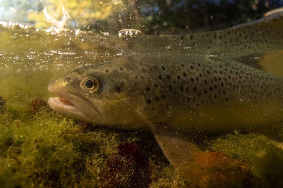 Eine Forelle kämpft im Flachwasser um ihr Leben.