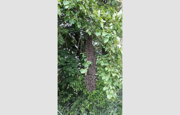 Die Schwarmtrauben, die die Bienen bilden, nachdem sie ihr Volk verlassen, sind unterschiedlich gross. Dieses Exemplar war 1,5 Meter lang, das sind rund 3,5 Kilogramm Bienen.