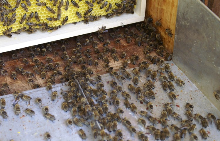 Die Bienen werden zwei Tage in der Kiste im Keller «gelagert», dann kommen sie in ihre neue Heimat, wo sie geordnet einmarschieren.