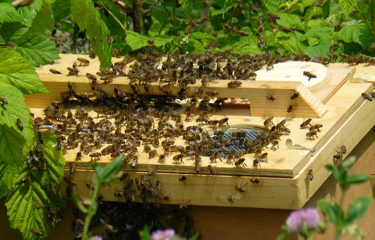 Ist die Königin in der Kiste, «sterzeln» die restlichen Bienen. Mit dem Hinterteil nach oben fächeln sie die Pheromone der Chefin in die Luft, um dem Rest des Schwarms zu signalisieren, wo er hin muss.
