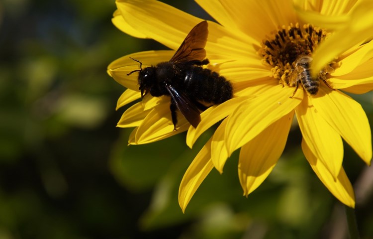Wildbienen wie die Grosse Schwarzblaue Holzbiene sind für die Bestäubung ebenfalls wichtig.