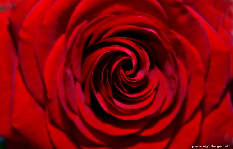 Eine rote Rose ist auf dem Henggarter Wappen abgebildet.