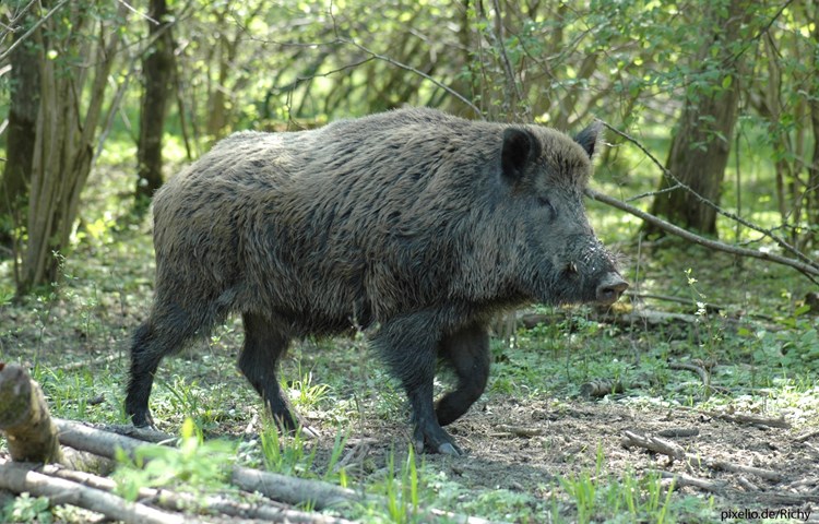 Das Wildschwein ist das Wappentier von Berg am Irchel.