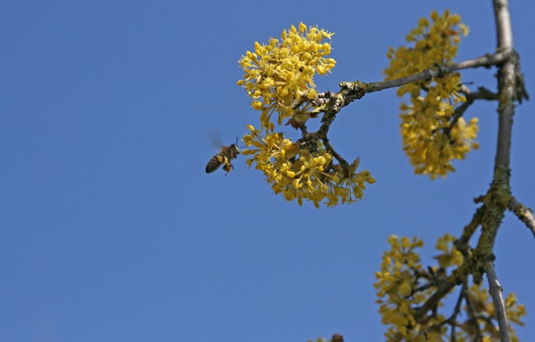 Kornelkirsche Strauch, bezeichnenderweise auch «Tierlibaum» genannt. Blüht im Frühling.