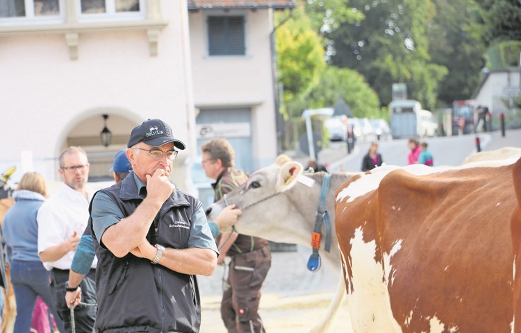 Heiri Wintsch begutachtet die Kühe an der Regionalviehschau in Andelfingen.