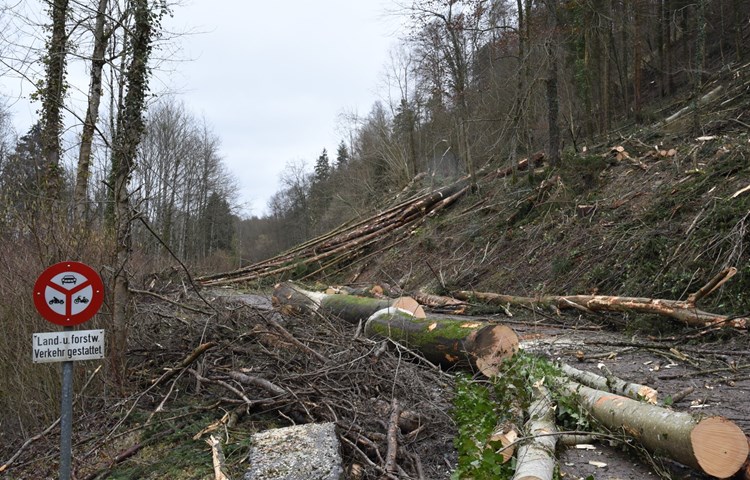 Die Fahrbahn zwischen Andelfingen und Flaach glich während des Holzschlags am Hang mehr einem Waldweg nach einem Sturm als einer Kantonsstrasse.
