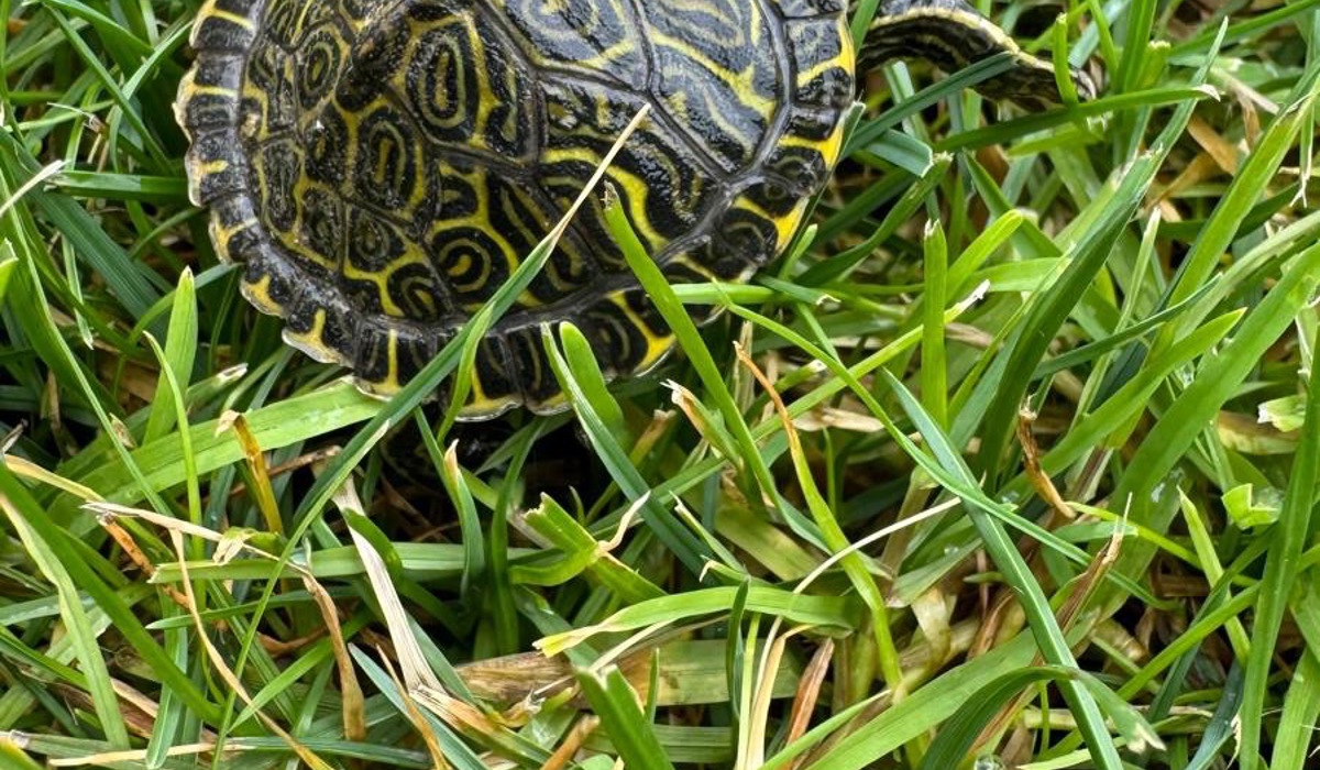 1907_7_schildkro-te-max-klein_zvg14.jpg 1907_7_schildkro-te-max-klein_zvg14.jpg