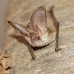1306 5 Fledermaus25