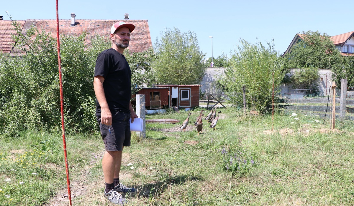 1_1508_9_stephan-bertschinger-enten_bsc.jpg 1_1508_9_stephan-bertschinger-enten_bsc.jpg