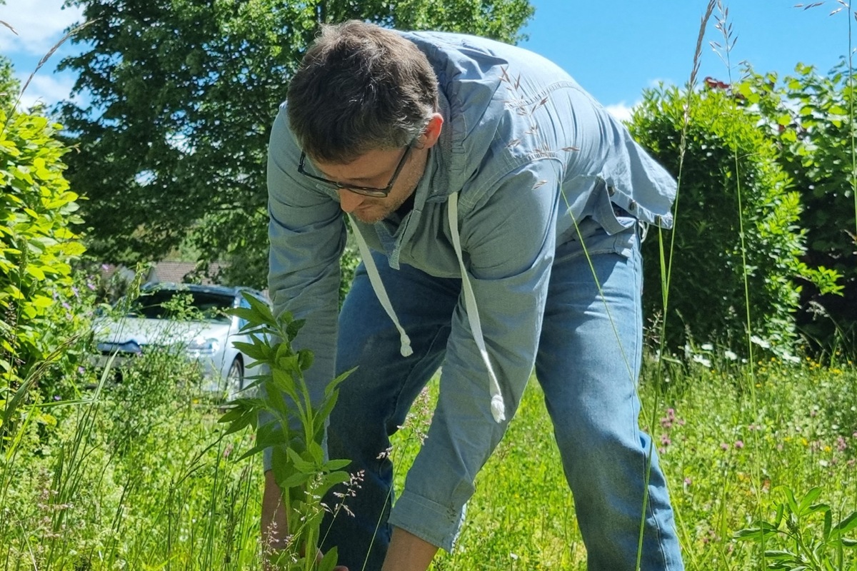 Marcel Wegmann schreitet auf der Wiese neben dem Gemeindehaus gleich selbst zur Tat und reisst den Neophyten samt Wurzel aus.