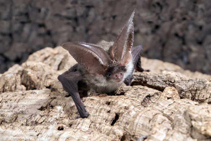 1306 5 Neufledermaus