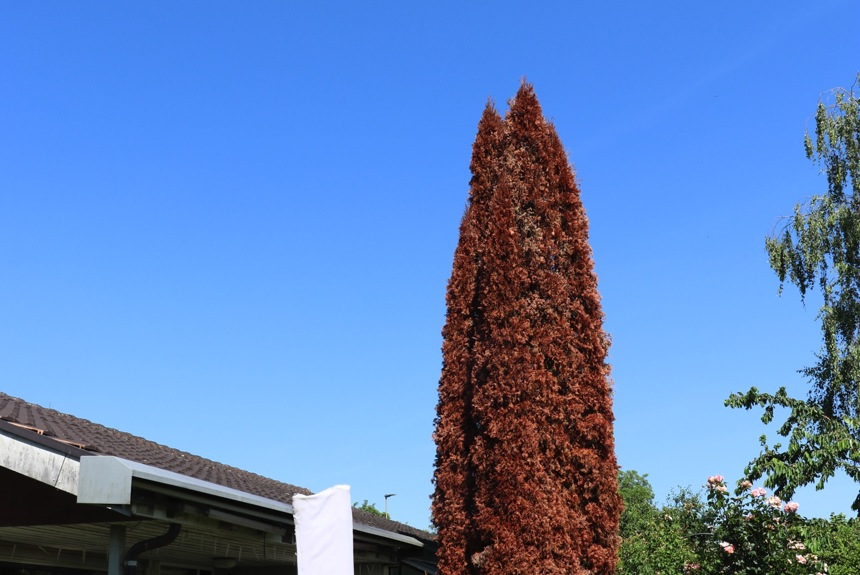 2006 6 Thuja2