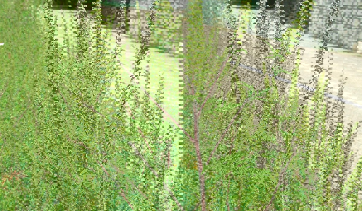 ambrosia1.jpg ambrosia1.jpg