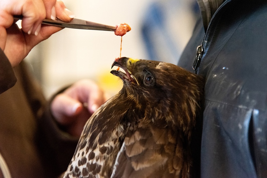 2701 1 Maeusebussard Paneco13