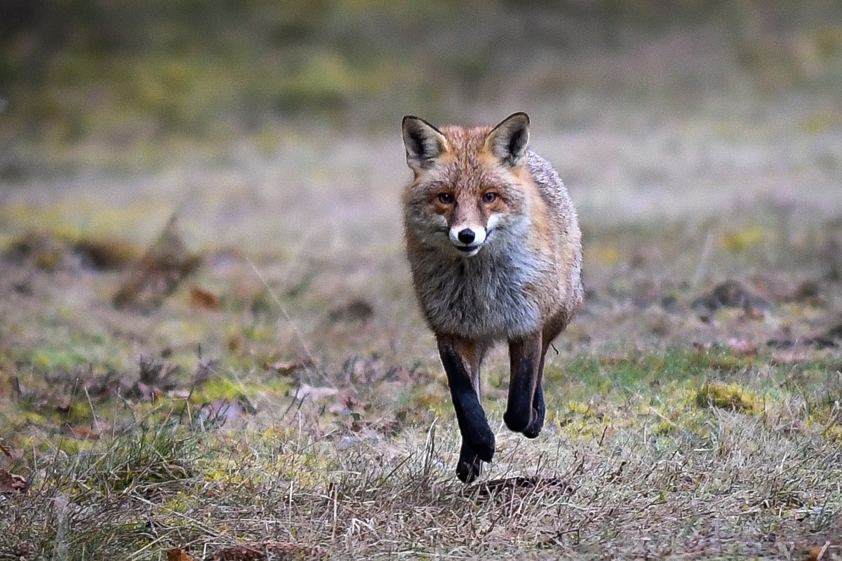 Die Gäste staunten beim Bildervortrag über faszinierende Tieraufnahmen – Fuchs Die Gäste staunten beim Bildervortrag über faszinierende Tieraufnahmen – Fuchs