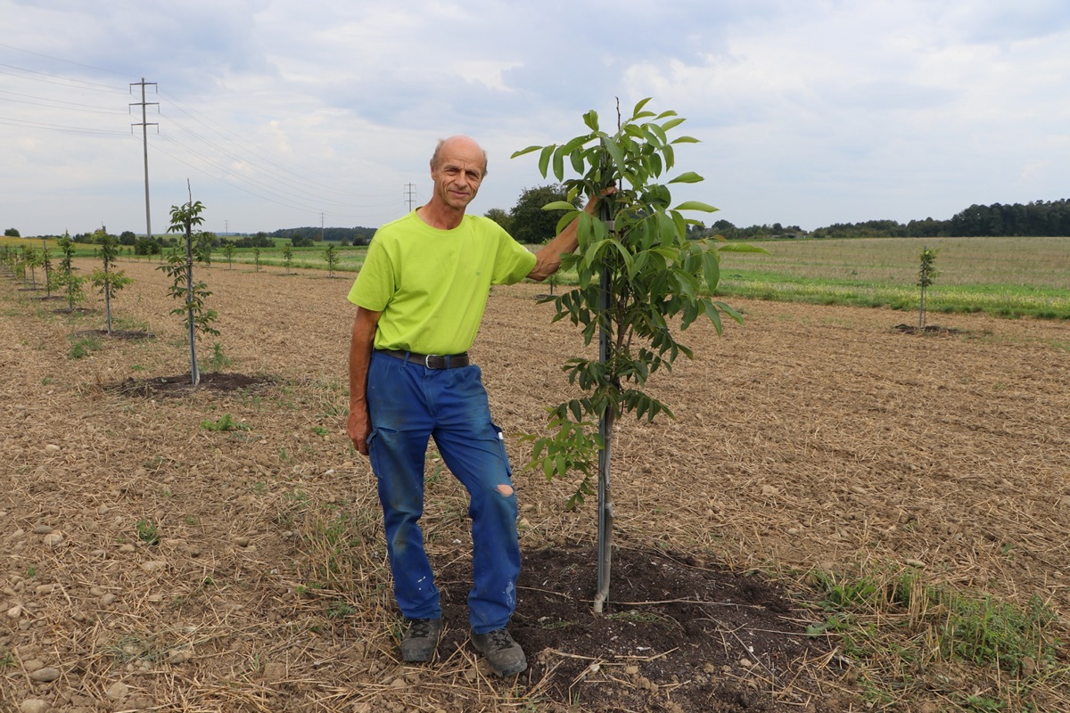 Getreide und Bäume auf derselben Fläche: Der Humliker Landwirt Heinz Steiger hat im Frühjahr auf seinem Maisfeld 125 Nussbäume gepflanzt.