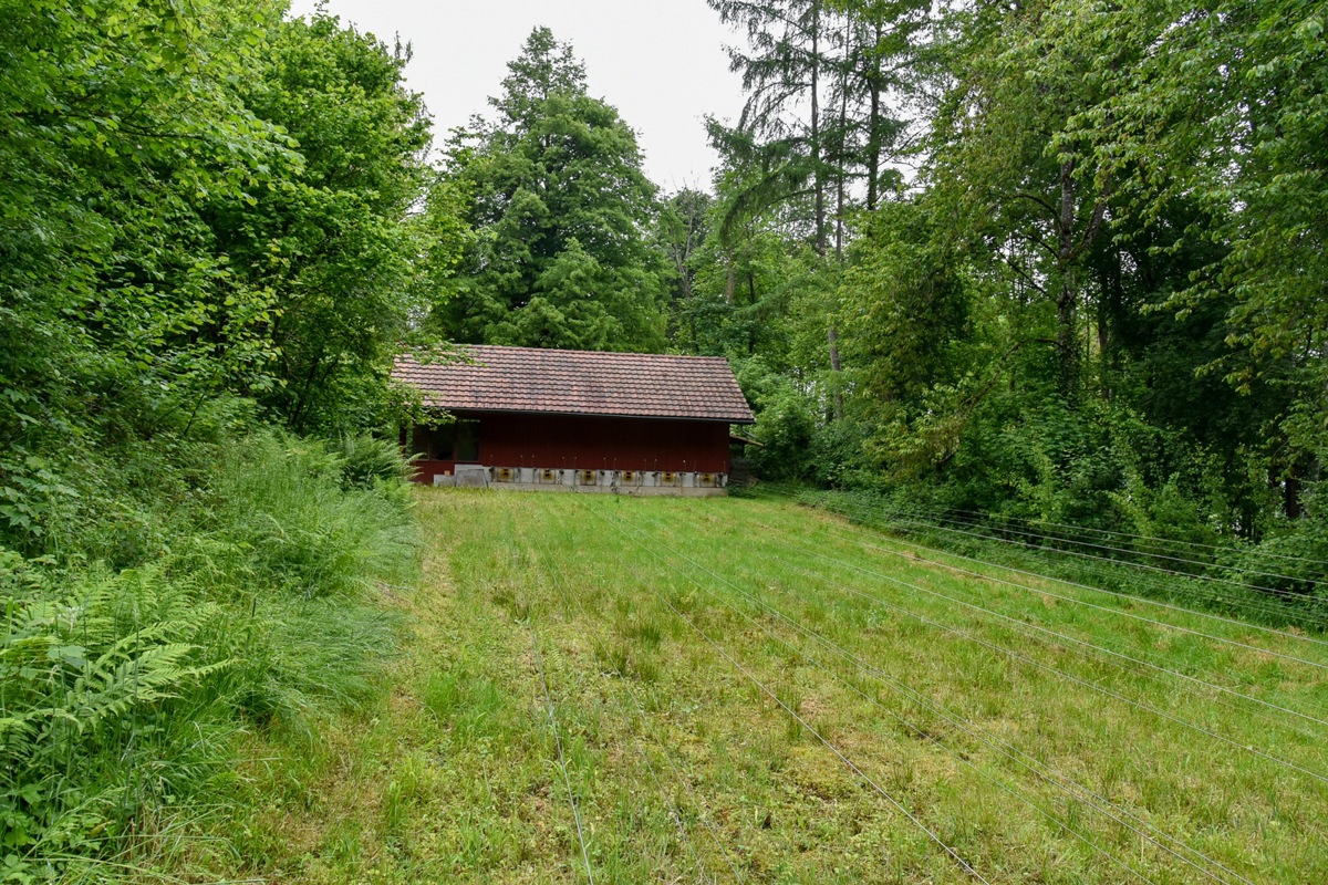 Der Schiessstand im Irchelwald oberhalb von Berg. Seit 60 Jahren üben hier die Pistolenschützen des Vereins.