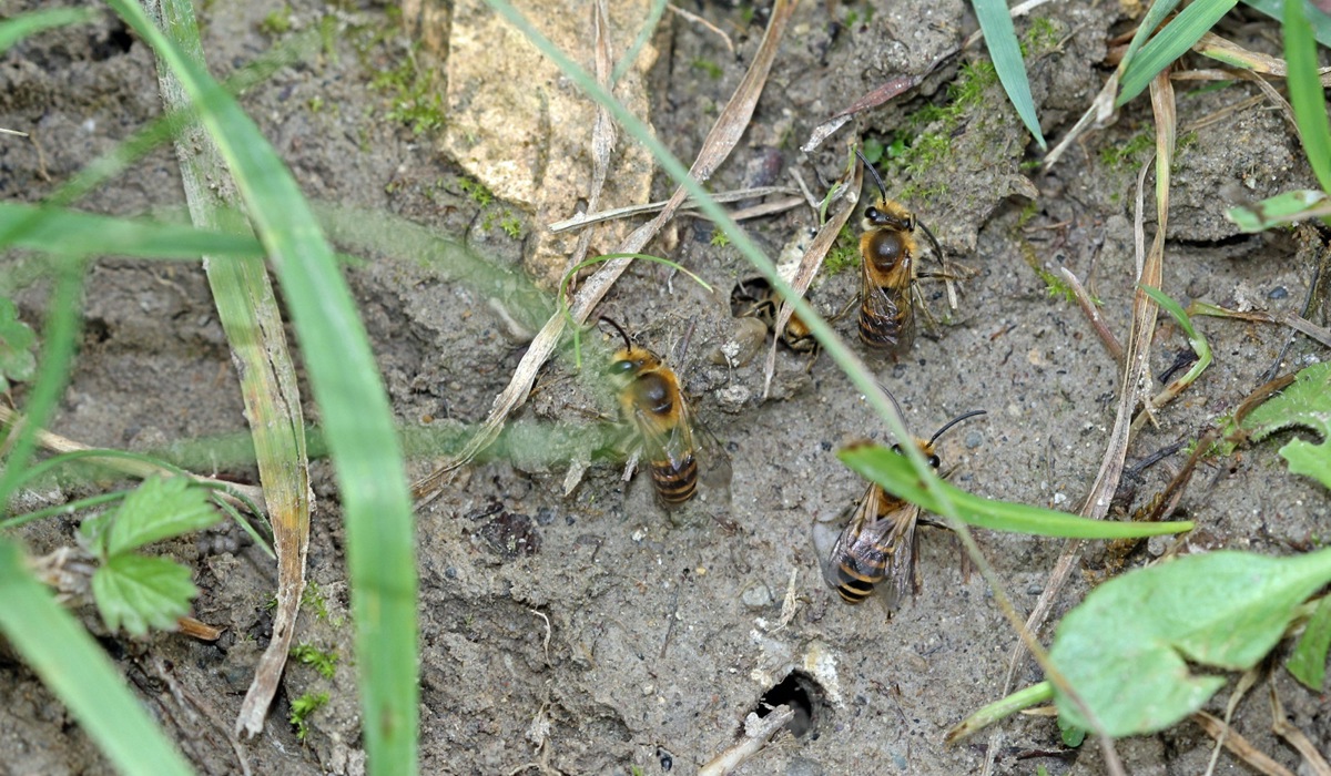 1509_4_wildbienen_zvg2.jpg 1509_4_wildbienen_zvg2.jpg