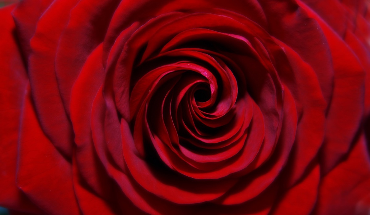 2008_10_raetsel_rose7.jpg 2008_10_raetsel_rose7.jpg
