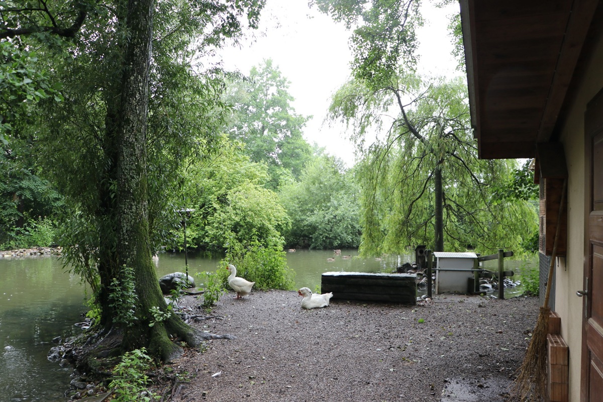 Blick in die im Volksmund «Entenweiher» genannte Anlage. «Unser Reservat ist kein Asylheim» Blick in die im Volksmund «Entenweiher» genannte Anlage. «Unser Reservat ist kein Asylheim»