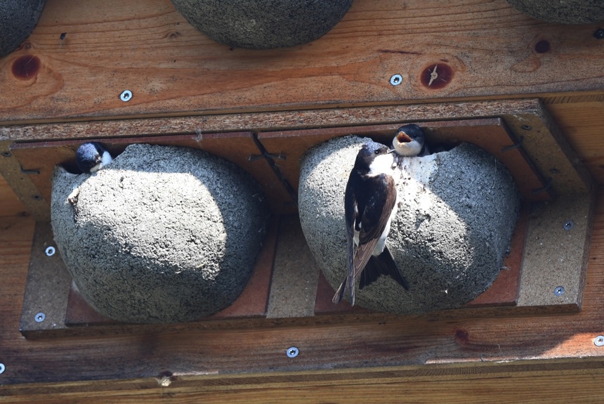 2609 11 Mehlschwalbe Fuetternd Zvg25 2609 11 Mehlschwalbe Fuetternd Zvg25