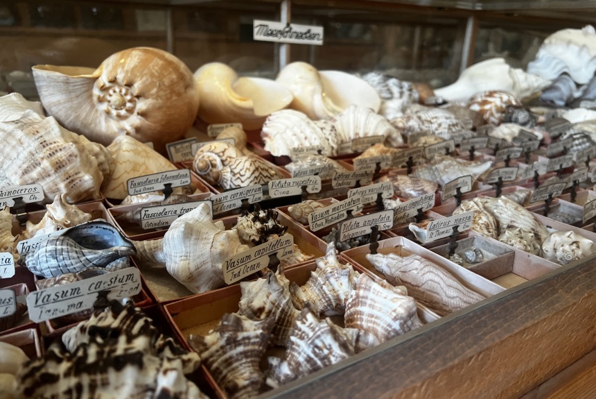2305 9 Muscheln Kuriositätensammlung St19