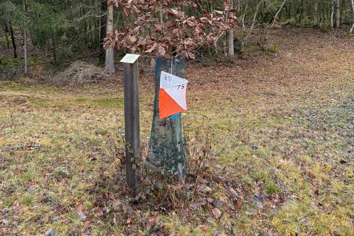 Solche orange-weissen Postenmarkierungen sind am Wochenende im Ellikerholz häufig anzutreffen.