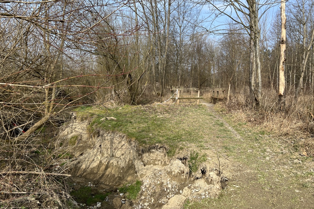 Blick in Richtung Thur: Ein paar Meter neben der Brücke frisst der Bach Land weg.