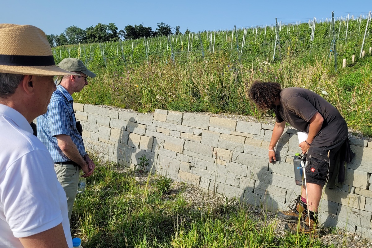 Die neue Trockenmauer beim Rebberg Schlosshalden.