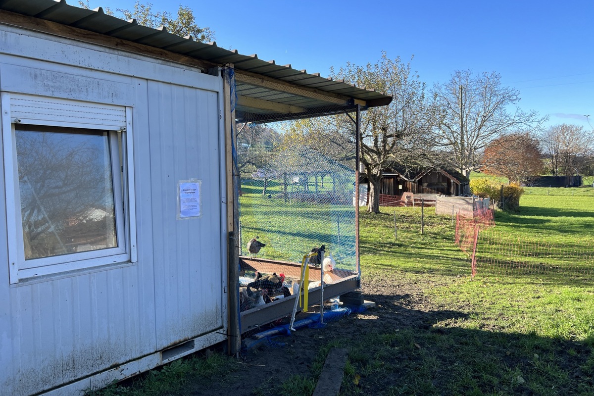 Die 21 Hühner und der Hahn von Silvia Bärtschi in Thalheim dürfen nicht mehr frei laufen. Die 21 Hühner und der Hahn von Silvia Bärtschi in Thalheim dürfen nicht mehr frei laufen.