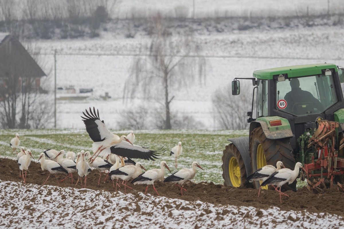 Rund 50 Störche tummelten sich letzten Freitag im Stammertal hinter einem Traktor und genossen ein Festessen.