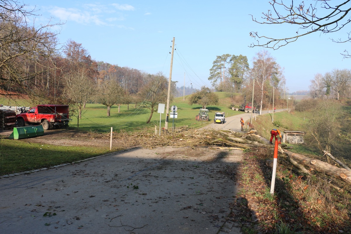 Der Baum riss eine Stromleitung auf der anderen Strassenseite zu Boden. Der Baum riss eine Stromleitung auf der anderen Strassenseite zu Boden.