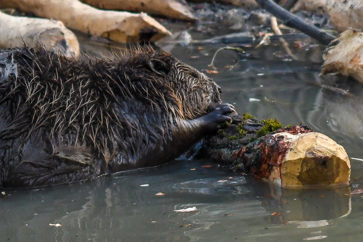 Hans-Caspar Ryser kartiert für das kantonale Monitoring Biberspuren – und hin und wieder hält er Sichtungen auch mit der Kamera fest.