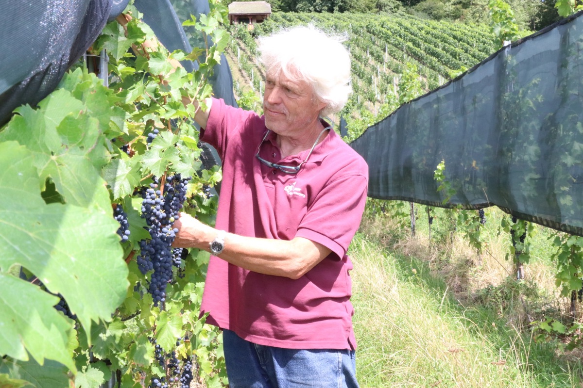 Fredi Strasser schützt seine Cabernet-Jura-Trauben mit Netzen vor Wespenfrass.