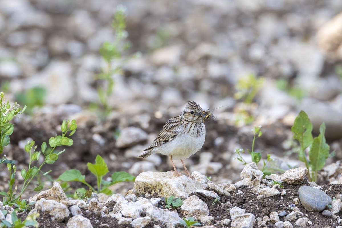 Das Gebiet Randen ist ein Refugium der Heidelerche. Rund 13 Prozent des schweizerischen Bestands leben dort. Das Gebiet Randen ist ein Refugium der Heidelerche. Rund 13 Prozent des schweizerischen Bestands leben dort.