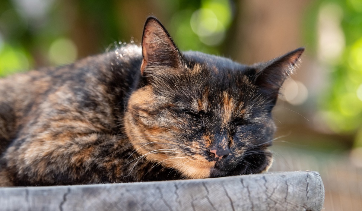katze.jpg katze.jpg