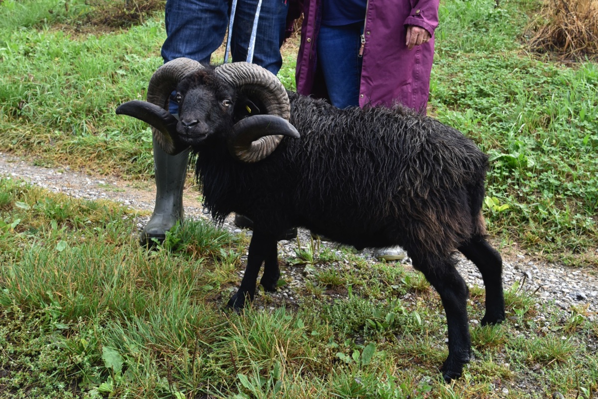 Georg und Linda Mathis (Klicken Sie auf das Bild für die Vollansicht) mit ihrem Ouessantschaf-Bock Gitano, der für die Bebilderung des Kinderbuchs «De Willi Widder» Modell stand.