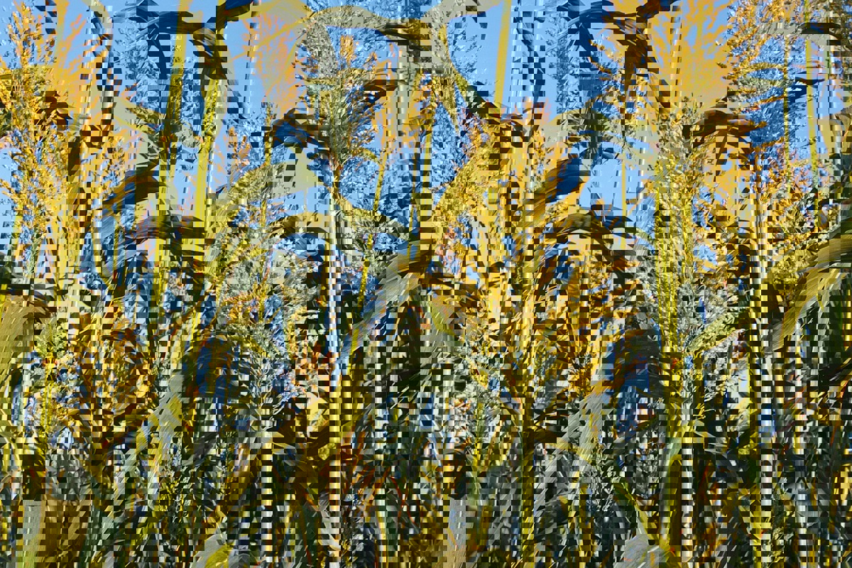 Sorghum ist trockenheitsresistent und wird weniger zum Opfer von Wildschweinen und Schädlingen.