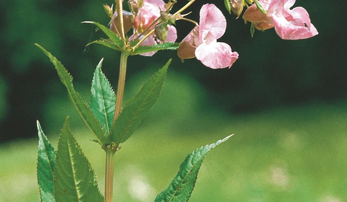 dru-siges-springkraut3.jpg dru-siges-springkraut3.jpg