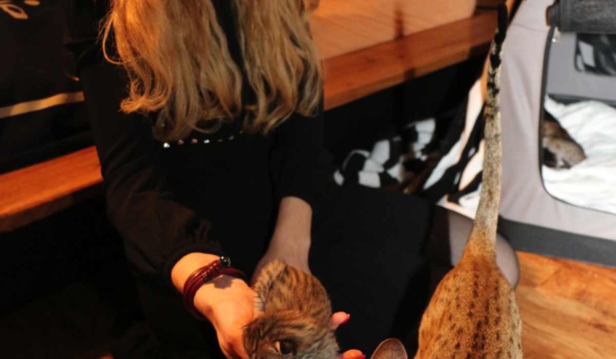2501_savannah_katze_corina_mueller_sm.jpg
