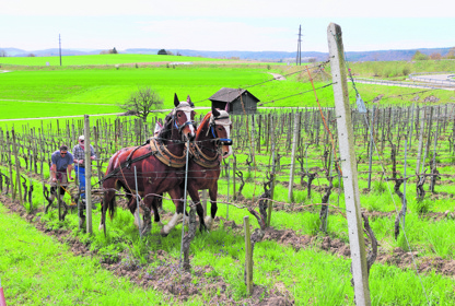 2004 Cedric Besson Weinbau Pferde Uhwiesen Ewa