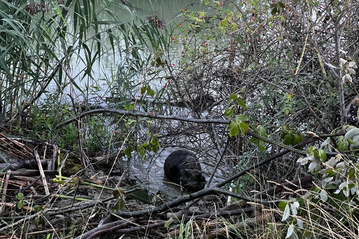 Der tierische Landschaftsarchitekt (Bildmitte) gestaltet den Bachlauf nach eigenen Regeln. Der tierische Landschaftsarchitekt (Bildmitte) gestaltet den Bachlauf nach eigenen Regeln.