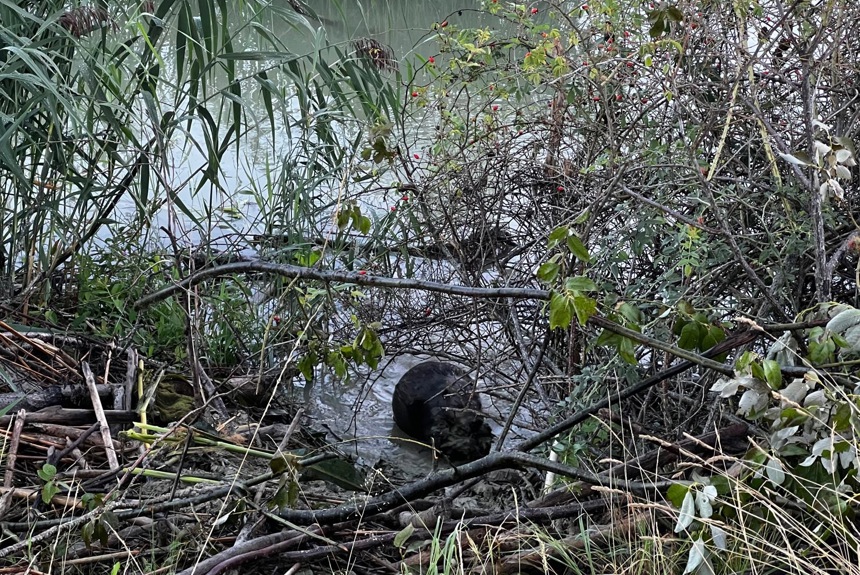 1209 8 Biber Uhwiesen St20 1209 8 Biber Uhwiesen St20